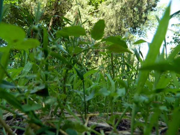 Casca de árvore no parque de verão de cidade — Fotografia de Stock