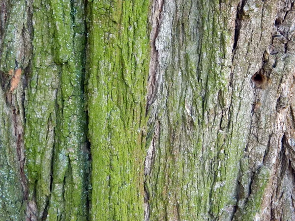 Tree bark in city summer park — Stockfoto