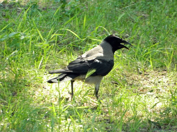 Crow in the city summer park — Stockfoto