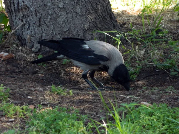 Crow in the city summer park — ストック写真