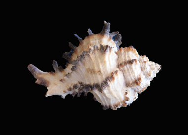 Beyaz arkaplanda deniz kabuğu izole