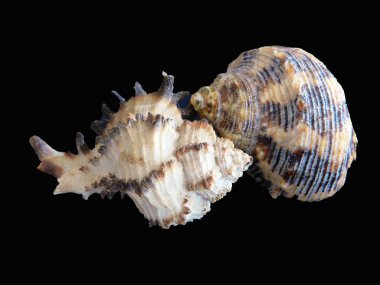 Beyaz arkaplanda deniz kabuğu izole