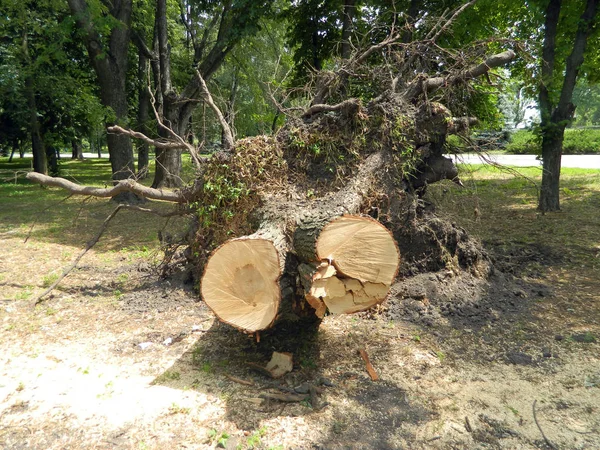 Nature in the city summer park — 스톡 사진