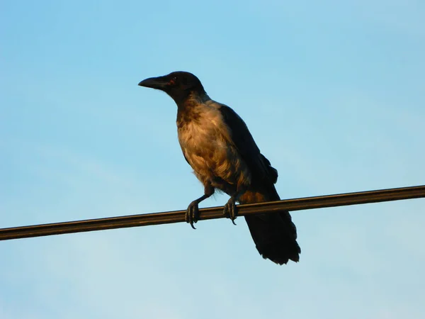 Black crow on electrical wire — Stockfoto