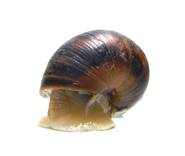 Caracol isolado sobre fundo branco — Fotografia de Stock