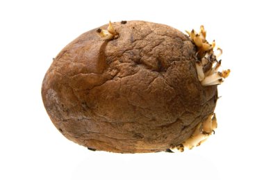 Beyaz arkaplanda izole edilmiş patates