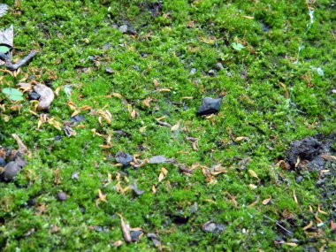 green grass on wet ground