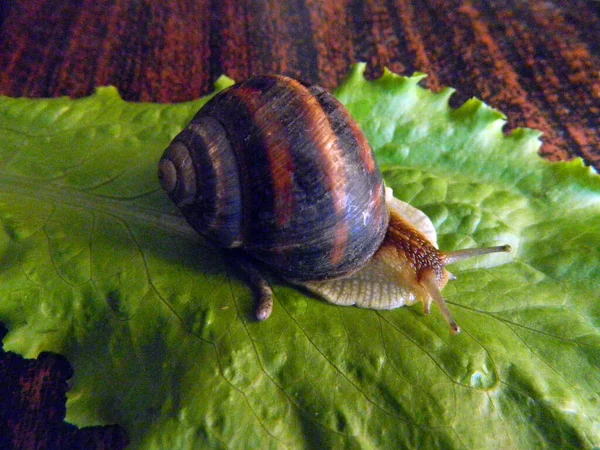 River snail on a green leaf — ストック写真