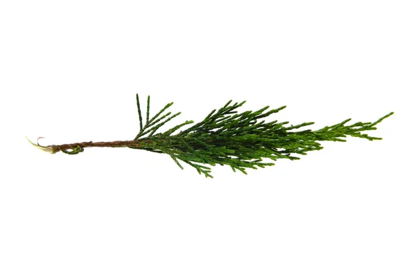 Thuja isolado no fundo branco — Fotografia de Stock