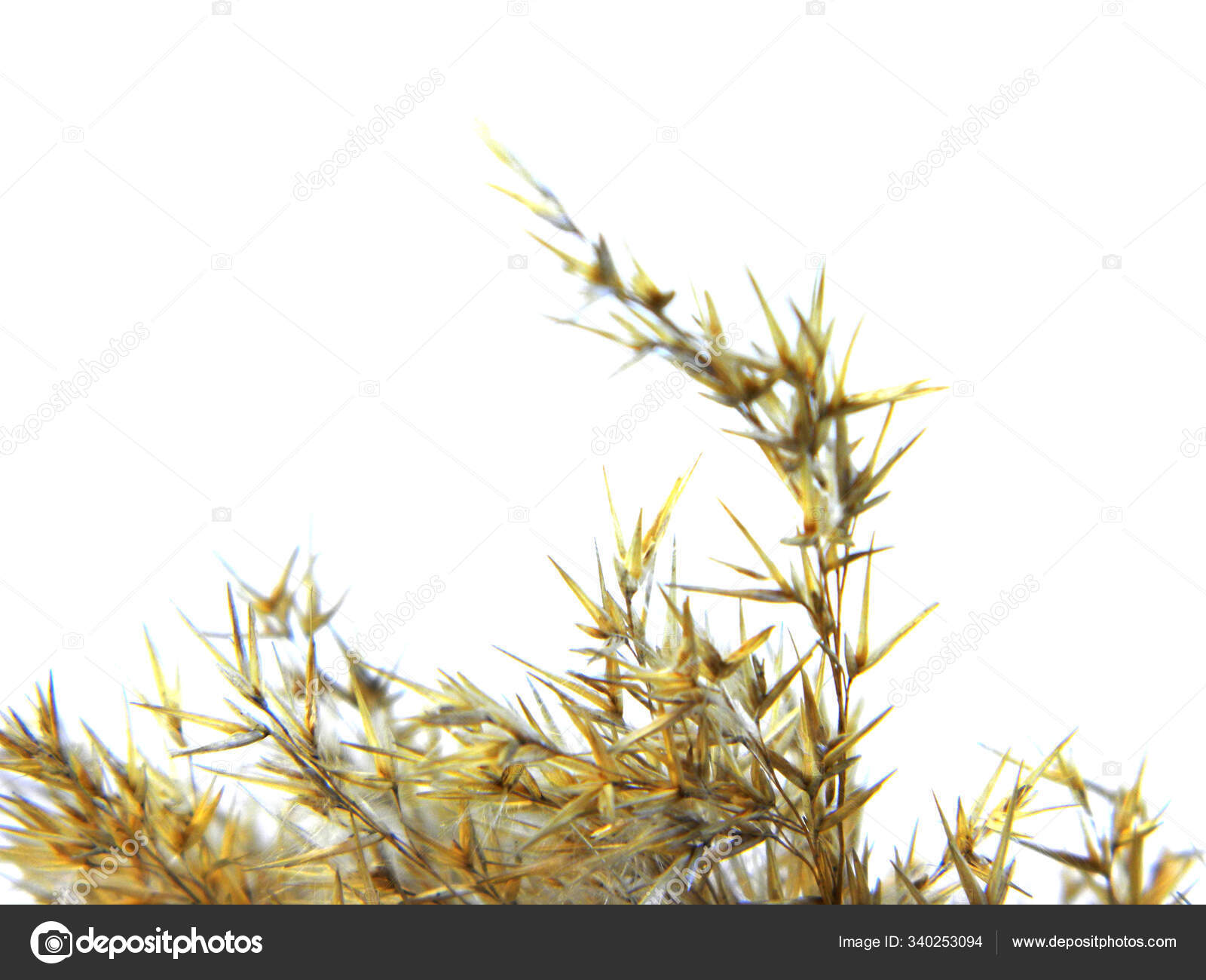 Reed isolated on white background — Stock Photo © IrinaPaliy #340253094