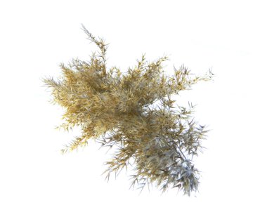 sazlık beyaz arkaplanda izole edildi