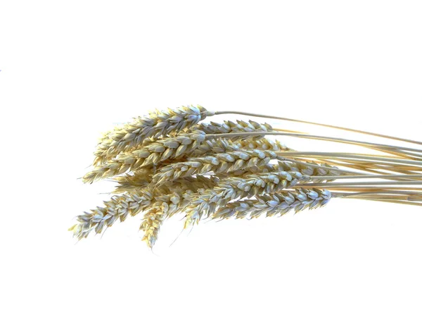Pšeničné ucho izolované na bílém pozadí — Stock fotografie