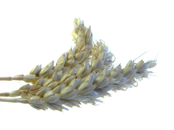 从白色背景分离出来的麦穗 — 图库照片