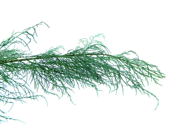 Thuja isolado no fundo branco — Fotografia de Stock