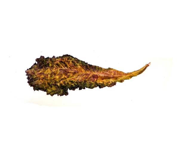 Dry leaf isolated on white background — Stock Photo, Image