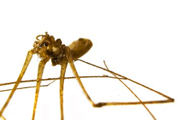 Beyaz arkaplanda izole edilmiş örümcek