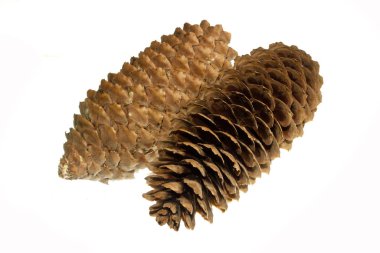 tümsek beyaz arkaplanda izole edildi