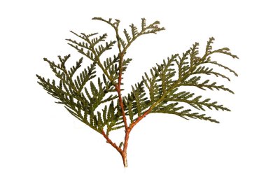 thuja beyaz arkaplanda izole