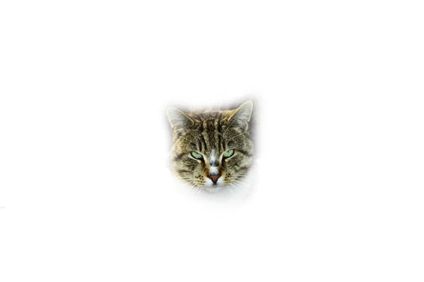 Kočka izolované na bílém pozadí — Stock fotografie
