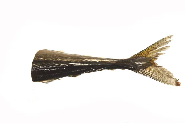 Smoked fish isolated on white background — Stock Photo, Image