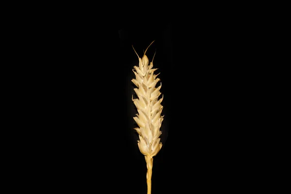 Trigo isolado sobre fundo branco — Fotografia de Stock