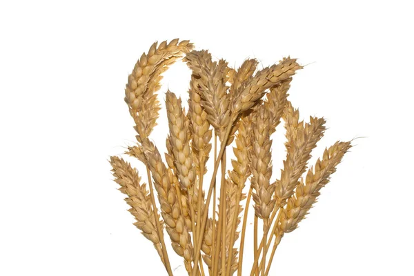 Wheat isolated on white background — Stock Photo, Image