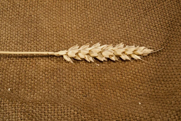 Pšenice izolované na hadrovém pozadí — Stock fotografie