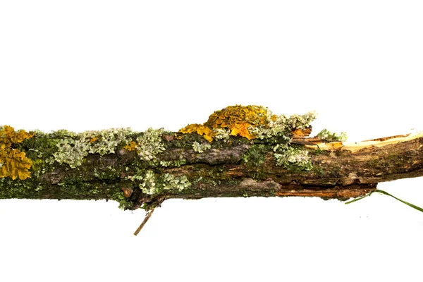 Beyaz arkaplanda ağaç kabuğu izole — Stok fotoğraf