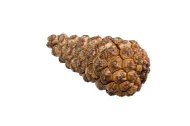 tümsek beyaz arkaplanda izole edildi