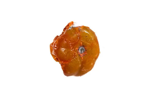 Faule Tomate isoliert auf weißem Hintergrund — Stockfoto