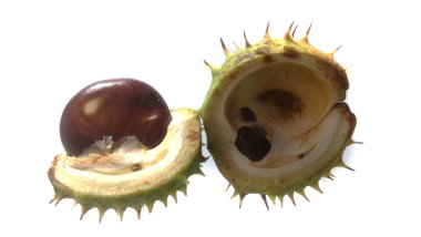 kestane rengi beyaz arkaplanda izole