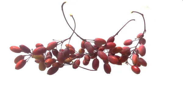 Wild berry geïsoleerd op witte achtergrond — Stockfoto