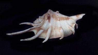 deniz kabuğu siyah arkaplanda izole