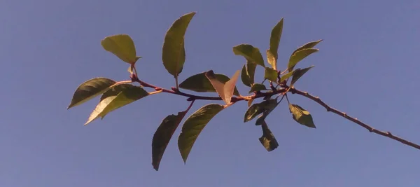 秋天的大自然在村里 — 图库照片