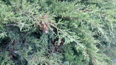 Çiçek tarhında yeşil thuja çalısı