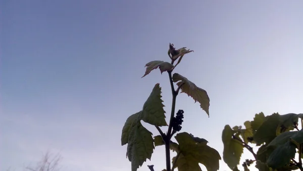 Les plantes vertes dans le jardin en été — Photo