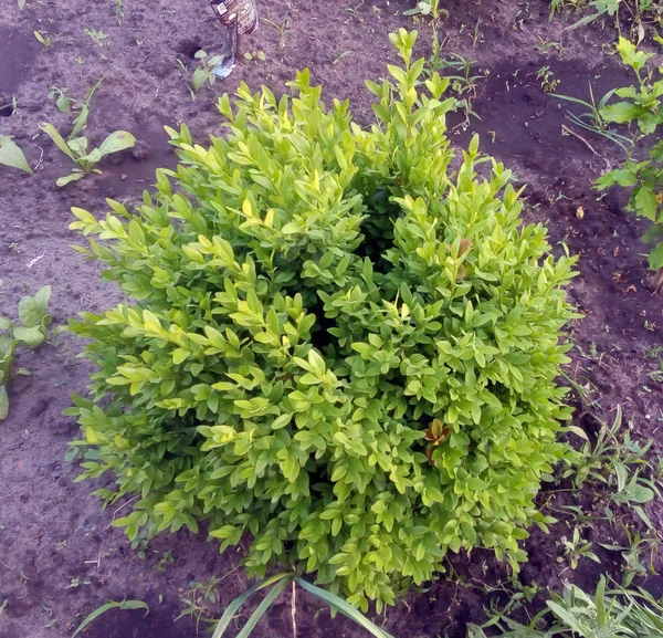 Green plants in the garden in summer — Stock Photo, Image