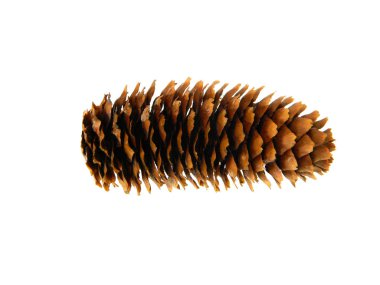 tümsek beyaz arkaplanda izole edildi