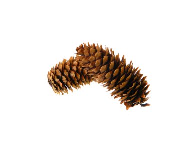 tümsek beyaz arkaplanda izole edildi