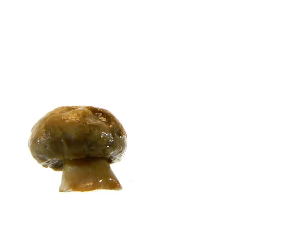 Mushrooms isolated on white background — Stock Photo, Image