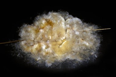 Beyaz arkaplanda sazlıklar izole edildi