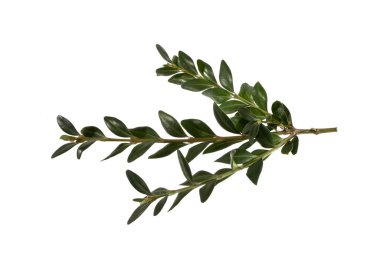 Beyaz arkaplanda yeşil dal izole edildi