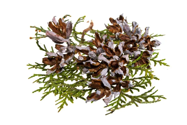 Thuja Beyaz Arkaplanda Izole — Stok fotoğraf