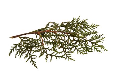thuja beyaz arkaplanda izole