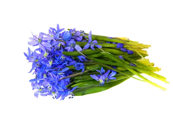 Frühlingsblume Isoliert Auf Weißem Hintergrund — Stockfoto