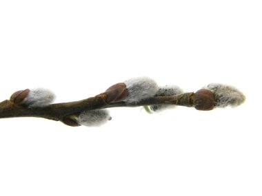                                beyaz arkaplanda yalıtılmış bahar çiçeği