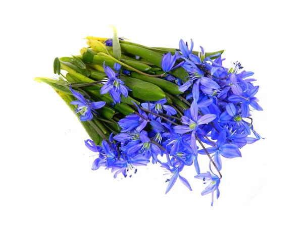 Frühlingsblume Isoliert Auf Weißem Hintergrund — Stockfoto