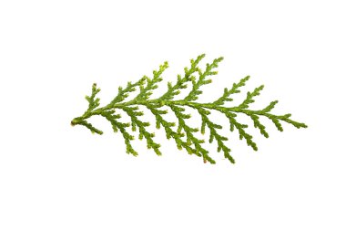 thuja beyaz arkaplanda izole