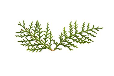 thuja beyaz arkaplanda izole
