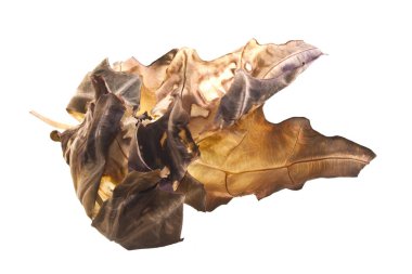 beyaz arkaplanda kuru yaprak izole